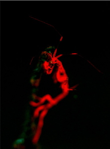 Fluo Skeletonshrimp by Doris Vierkötter 